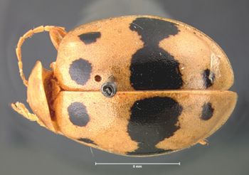 Media type: image; Entomology 17532   Aspect: habitus dorsal view